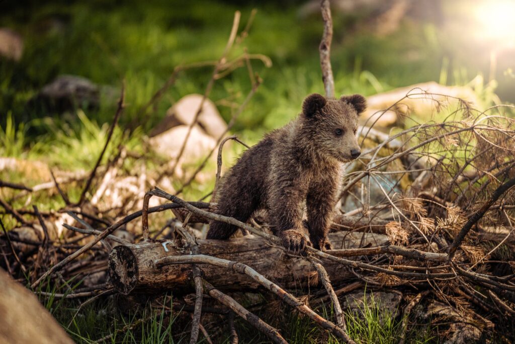 baby bear in the woods