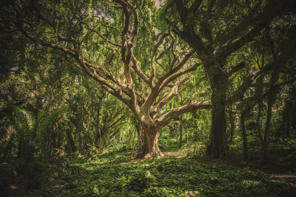 large beautiful tree in a forest