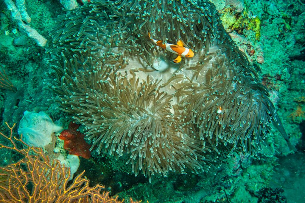 underwater scene with plants and fish